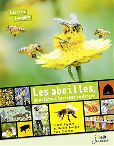 Les abeilles, de précieux insectes en danger